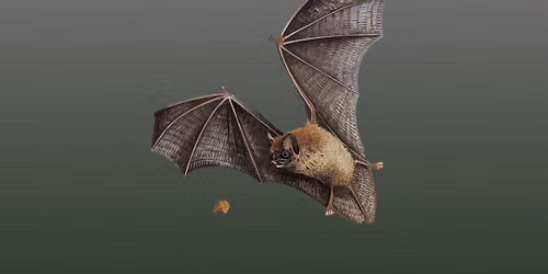 Bat Night (talk and walk) at Mersehead