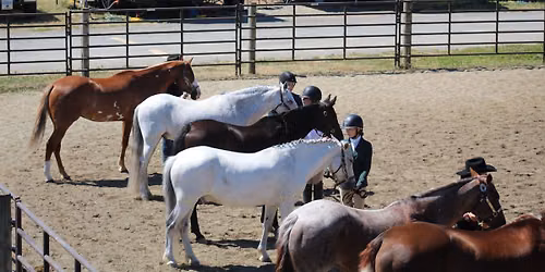 Sunshine Summit Pre-Fair & Open Show
