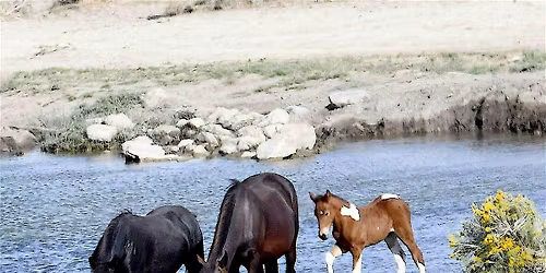 2026 National Wild Horse and Burro Conference