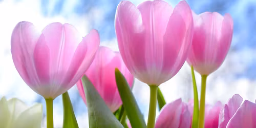 Tulip Festival Rally - Washington Airstream Club