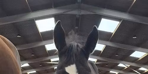 Young Horse Happy Hour