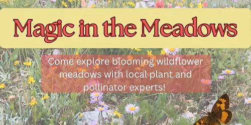 Magic in the Meadows