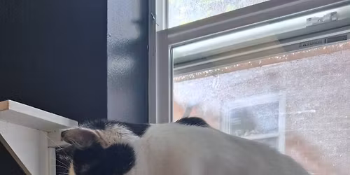 Meow-sterpieces @ The Downtown Cat Cafe