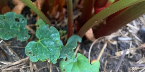 Rhubarb champagne and cordial workshop 