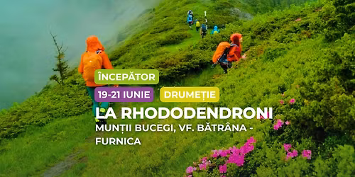 Drume\u021bie \u00eencep\u0103tor: Rhododendron \u00een Bucegi, V\u00e2rful B\u0103tr\u00e2na -  Furnica 