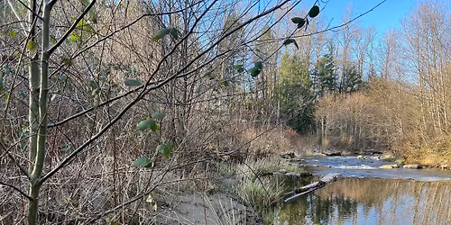 Issaquah Creek Habitat Hike with FISH