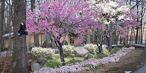 Planning Your Pocket Native Plant Garden