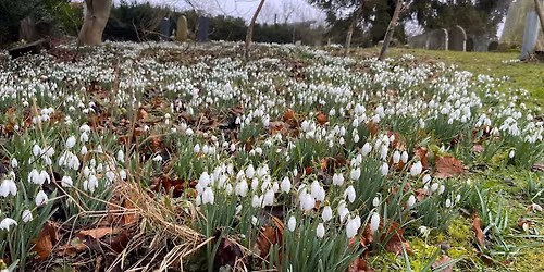 14th Annual Snowdrop Day
