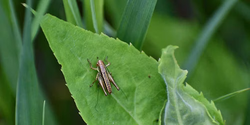 Sounds of Insects Night Hike