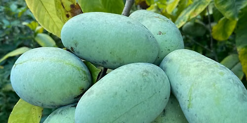 Pawpaw Ice Cream Release