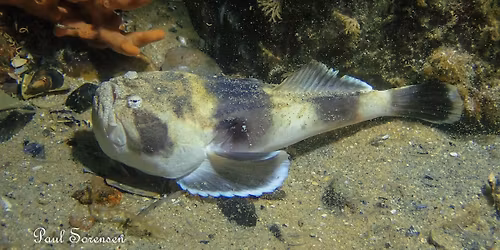 Diveline Saturday Social Dive