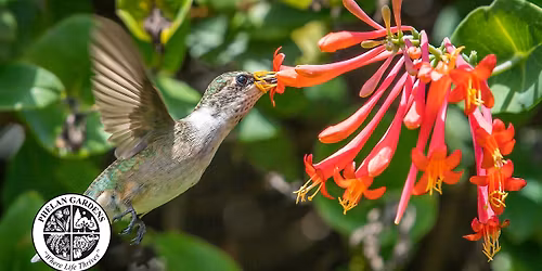 Making Your Home a Hummingbird Haven