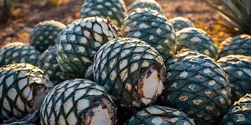 Spirits Class: Tequila - Tradition and Innovation