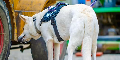 Nelson District Kennel Association - 1 day Novice Scent Trial plus 1 Advance Exterior Search