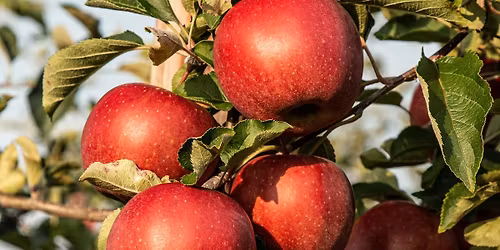 Introduction to Food Forests