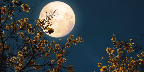 Nighttime Nature Hike