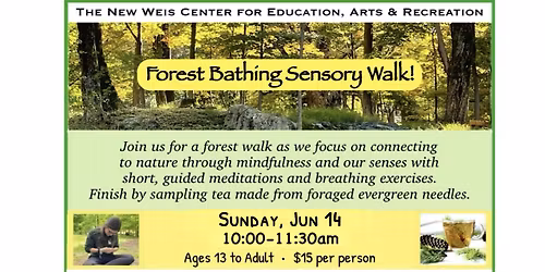 Forest Bathing Sensory Walk & Foraged Tea