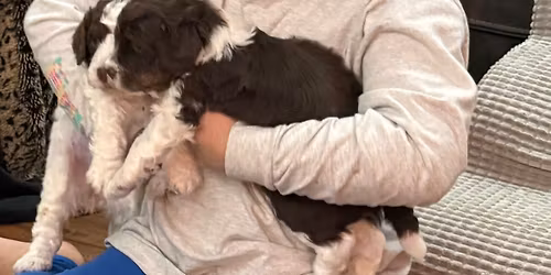 Mini Bernedoodles for Christmas!