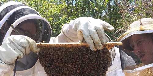 Natural Beekeeping Workshop