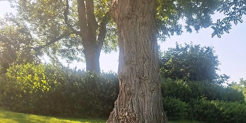 Yin Yoga in het park 