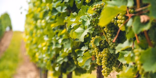 Vinprovning - En druva p\u00e5 resa