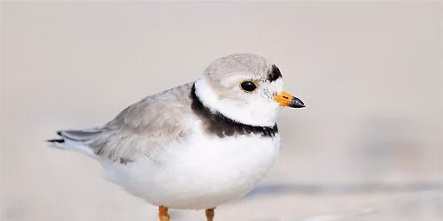 Alliance Afternoon: Learning about Piping Plovers