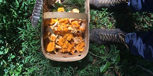 Lecture: Wild Mushrooms of the Lowcountry