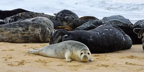 Hike to Atlantic Grey Seal Pups \u2013 Britain's Wildlife Safari
