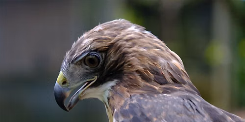 Winged Wisdom: Understanding Birds of Prey