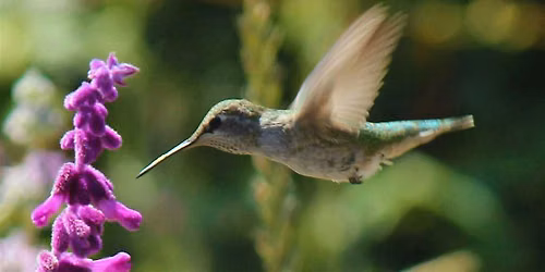 Birds of Alemany Farm: Bird Walk