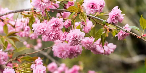 Sakura \u00fcnnep a F\u00fcv\u00e9szkertben 2026