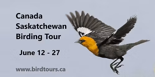 Canada Saskatchewan Birding Tour - Saskatoon: June 12 - 27