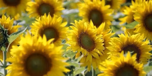 Boyne City Farmers Market