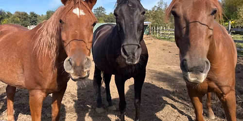 Introduction to Horses