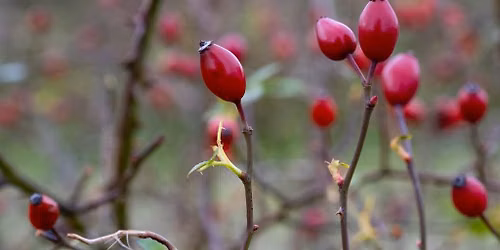 Wild Food Foraging (Autumn)