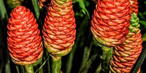 Mount's Botanical Garden Plant Sale!