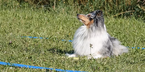 Srpnov\u00e9 Jiho\u010desk\u00e9 tane\u010dky - OL\u0160INA