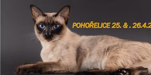 Mezin\u00e1rodn\u00ed v\u00fdstava ko\u010dek \/ International cat show Poho\u0159elice