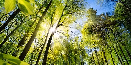 The 'Forest' Intuitive Practice at the Launceston Cackle Club