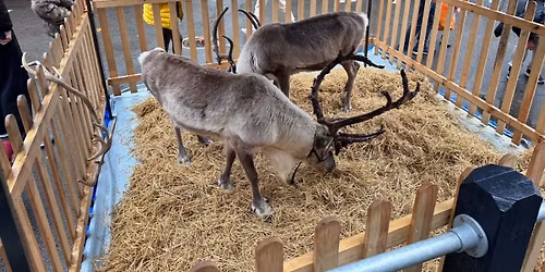 Christmas Market & Reindeers 