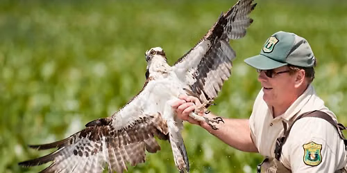 Ospreys of the Patuxent Boat Tour