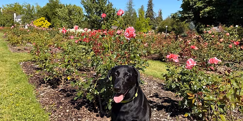 JULY Sketching at Bush Park Rose Garden