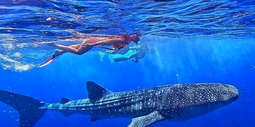 Tour Tiburón ballena 5 Julio 2026 — Mérida, Yucatán