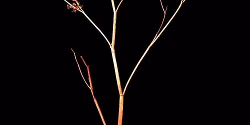 \u00c0 la rencontre des gestes v\u00e9g\u00e9taux - D\u00e9ambulation nocturne