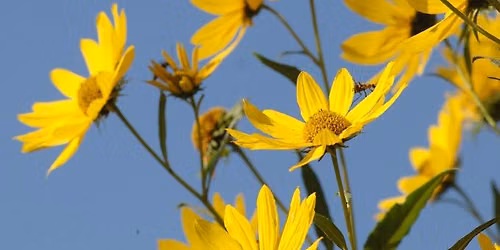 Native Seed Collecting