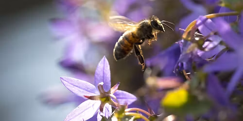 Native Plant Sale and Compost Giveaway 
