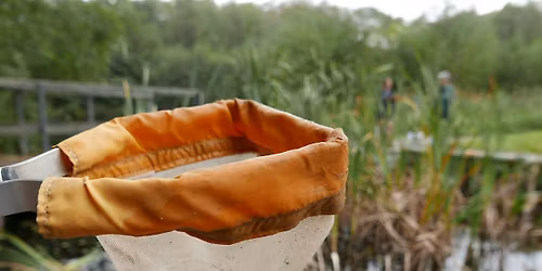 Swanwick Lakes Family Pond Dip 11.30am-12 Noon