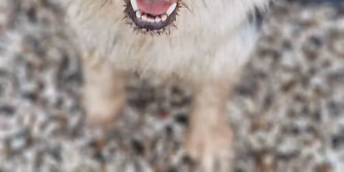 Rally Pr\u00f8ve Pr\u00f8ve Begynder torsdag den 4 december kl 18