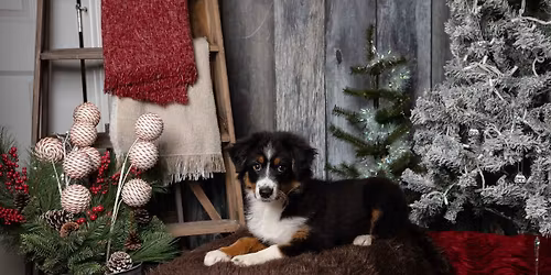 Treat Play Love Holiday Photos with MJD Photography