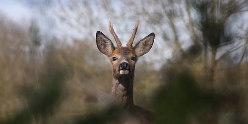 Sortie : Faune cr\u00e9pusculaire